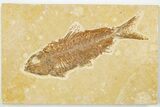 4" Detailed Fossil Fish (Knightia) - Wyoming - #201573-1